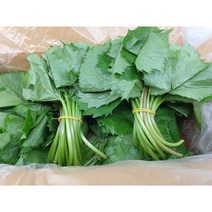 양구 곰취나물 곰취 1kg 곤달비 [당일수확]