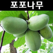 포포나무 묘목 실생묘 5치장포트 1개/유실수 과실수, 1개