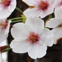 산벚나무/실생1년(15주묶음)/묘목/c0598