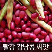 비덩굴 빨강 강낭콩 씨앗 빨간강낭콩씨앗 콩 씨 60알, 1개