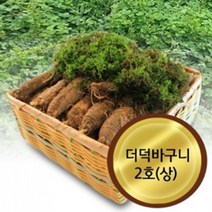고씨네농가 생더덕 흙더덕 산더덕 더덕 더덕2호상더덕 더덕구이 더덕무침 더덕의효능 더덕효능 겨울더덕 더덕장아찌 더덕주 깐더덕 더덕차 더덕씨앗 횡성더덕 자연산더덕 더덕즙효능 산더덕 더덕재배 강원도더덕 더덕즙 더덕주담그기 더덕주스, 본상품