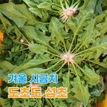 산지직송 남해 시금치 섬초 남해초 1kg 2kg 3kg 4kg, 섬초_3kg