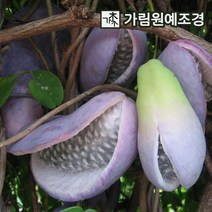 으름나무 대과종 유실수 가림원예조경, 개량으름(대과종) 3.5치포트(2개세트)