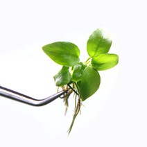 골든나나 1벌브 수초키우기 음성수초 활착수초, 골든나나 1벌브 수초