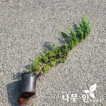 [나무인] 눈향나무 포트묘 5그루, 5개