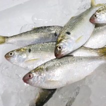 [프레쉬푸드] 국내산 자연산 구이용 전어 3kg, 상세페이지 참조