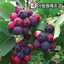 준베리 유실수 정원수 가림원예조경, 준베리 4치장포트