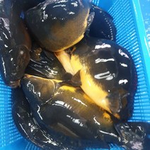 향어 대자 마라 탕 샹궈 중국식품 중화요리, 왕