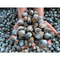 산지직송!!] 직접캐는 자연산 동죽조개1kg 물총조개, 1kg