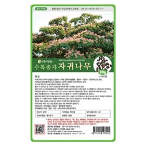 자귀나무씨앗 20g 나무씨앗