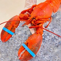 이도마켓 [품질보증제] 캐나다 자연산 자숙 랍스터 대자 (소스패키지 아이스박스무료), 3개, 3개