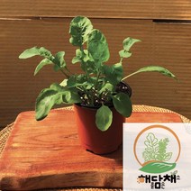 (도시농업해담챔) 루꼴라화분