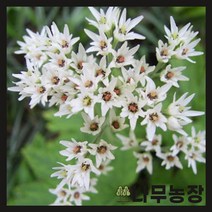 (나무농장) 야생화 돌단풍 포트 ( 포트10개묶음 ), 10개