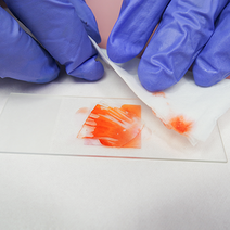 양파 표피세포 표본 만들기, 5인세트(10%할인)