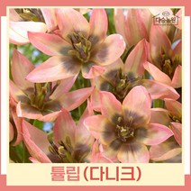 튤립 구근 모종 다니크(원종) 5개