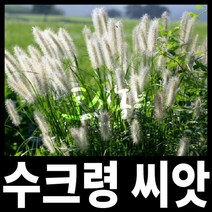 수크령 씨앗/종자/산림종자/수크령씨 1kg/도시농부