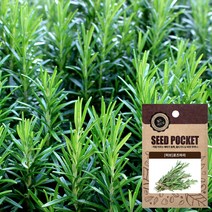 월드가드닝 정원 텃밭 좋은 씨앗, 로즈마리허브씨 (50개), 1개