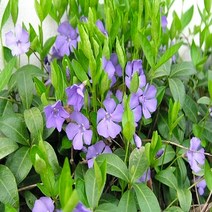 착한가격 나무생각/빈카마이너/30주/포트, 주