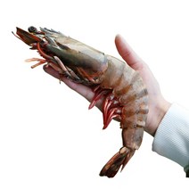 더꽃게 킹 블랙타이거새우 특대 대왕, 1개, 1kg (30미 전후)
