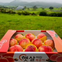 과일친구들 말랑이 딱딱이 복숭아 4kg, (12-14과) 4kg, 1개