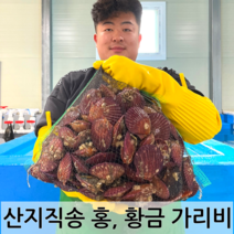 세종수산 고성가리비(홍가리비) 1kg, 1box, 10kg(약300미내외)