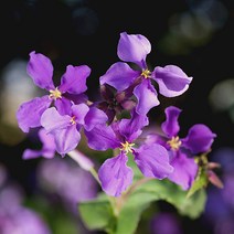 [모야모 꽃씨] 보라유채(소래풀) 20립 씨앗