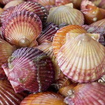 통영 활가리비 가리비새우 멍게 소라 해산물, 1box, 홍가리비5kg