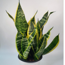 산세베리아(배송비 무료 이벤트) 슈퍼바(3~5촉) 공기정화 식물 (45~55cm), 1개