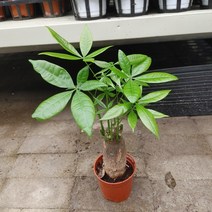 파키라 최상급 공기정화식물, 1개