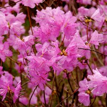 리서스원예 진달래 진달래나무 진달래분묘 꽃나무 개화주(1주), 진달래 분묘