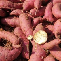 다애네농장 해남고구마 못난이10kg 산지직송 햇고구마, 10kg못난이(40g~500g)