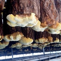 청도 공중재배 상황버섯농장 직송 국내산 상황버섯, 청도 공중재배 상황버섯 100g, 상세페이지 참조