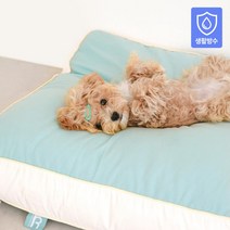 [홈랩] 기절 댕냥쿠션