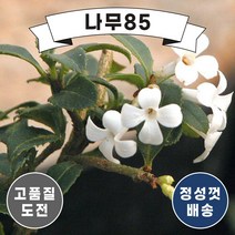 (나무85) 은목서 키 1m 내외, 1. 은목서 키 1m 내외