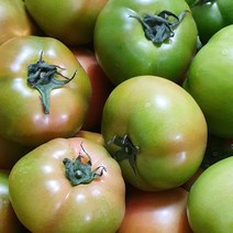 프리미엄 완숙 찰토마토 5kg 10kg, 대과5kg, 1개