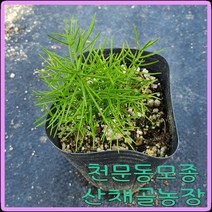 모종이야기 천문동 모종 2년생 9센티컵포트 1개당 3000원, 5개