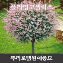 뿌리로템원예종묘_플라밍고샐릭스 나무 묘목 키100cm 이상 포트 버드나무, 플라밍고샐릭스 키100cm이상 포트  1개