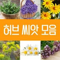 허브씨앗 모음 바질 페퍼민트 라벤더 레몬밤 캣닙 타임 마가렛 카모마일 호로파 회향 히솝 보리지 벨가못 세이보리 마조람 식용허브 꽃 씨 종자 파종 재배 키우기 모음, 12.라벤더씨 1g
