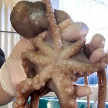 수산물백화점 통영어부가 잡은 자연산 산낙지 (3미) 중/대사이즈-연포탕 해신탕 탕탕이, 3마리(중), 700~900g