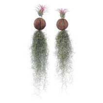 엉클컴퍼니(이벤트) 대형 1+1 2개 약35~45cm / 공기정화식물 미세먼지 황사대비 / 수염틸란드시아(코코넛+이오난사) 대형