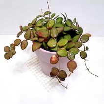 마니당 호야 집에서 키우는 천연가습기 식물, 단품