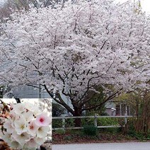 [아름다운갤러리] 왕벚나무 접목1년특묘(3주)