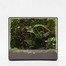 정린네 모글모글 이끼 테라리움 비바리움 식물 집들이선물, 1개