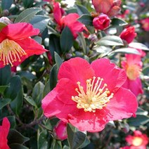 몰드몰 ( 프래그런스오일 ) 카멜리아 Camellia _ 동백향 동백꽃향, [ 1L (1000ml) ]