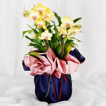 99플라워 (당일수령)선물용 축하화분 호접란 [ST-H474] - 서울.경기일부 배송