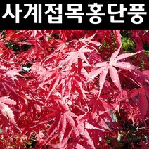 사계접목홍단풍/블러드굿 나무 묘목 접목1년 뿌리묘 3개/정원/공원/조경수