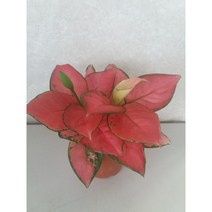 아그레오네마/지리홍/중품