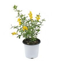 갑조네 꽃 생화 꽃화분 공기정화식물, 애니시다(소품), 1개