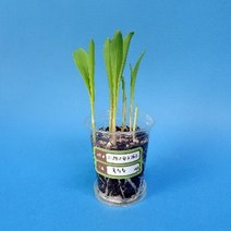 사이언샵 외떡잎 식물(옥수수)기르기/식물의한살이(1인세트)