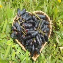 고당도 프리미엄 블랙사파이어 가지포도 (1팩) 1kg, 블랙사파이어 (3팩) 3kg